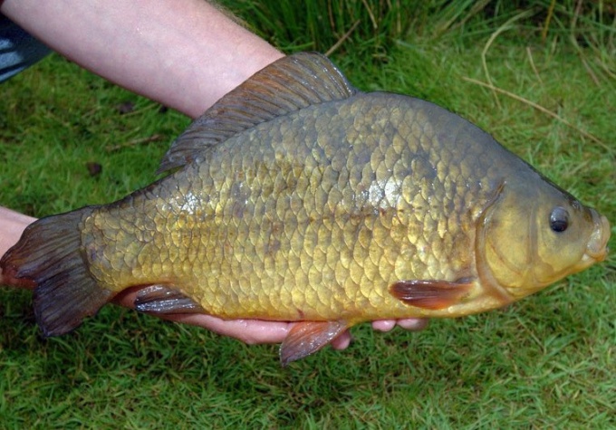 Crucian