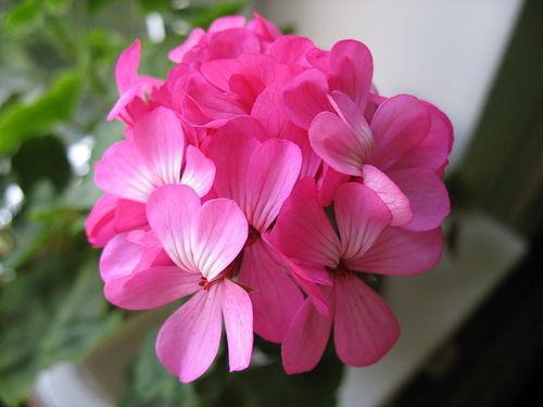 Pielęgnacja geranium: tajemnice sukcesu