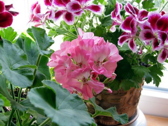 Geranium (Pelargonium): Cechy opieki