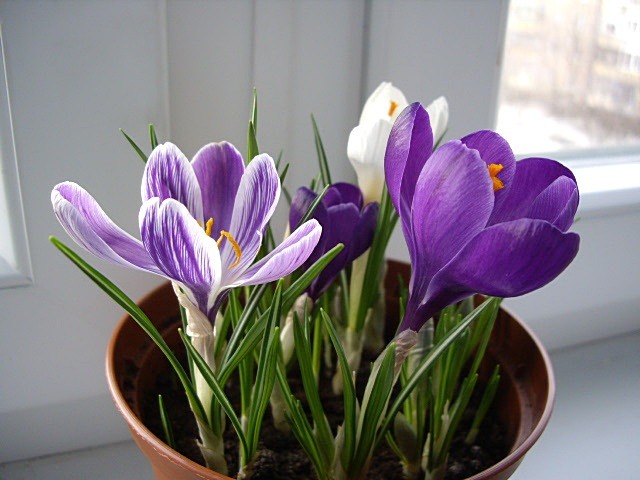 Crocus jest zwiastunem wiosny