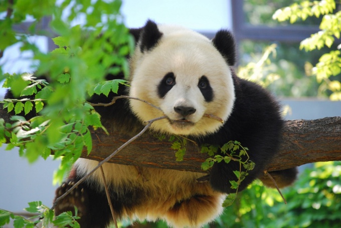 5 najlepszych ogrodów zoologicznych na świecie