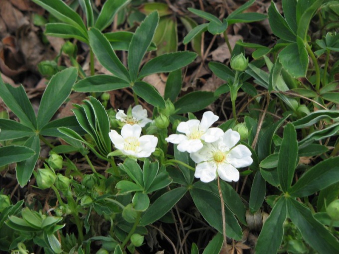 Cinquefoil biały