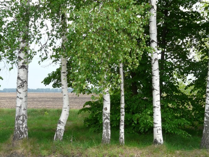 Jakie drzewo w Rosji jest najczęstsze