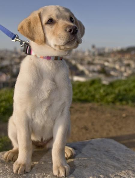 Jak wybrać Labrador