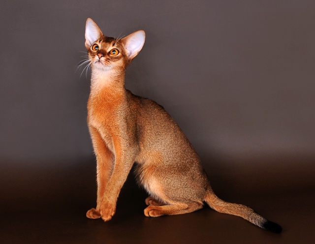 Cechy kotów rasy Abyssinian