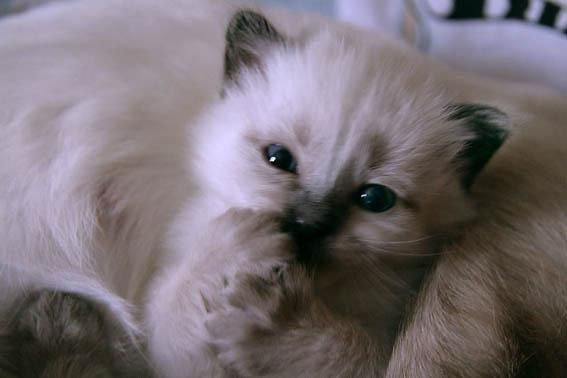 Jak karmić Siamese Kittens