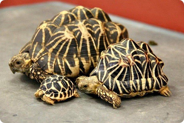 Indian Star Turtle